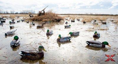 Tips for Setting up Duck Decoy Spreads