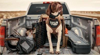 Best Dog Training Collars for 2024