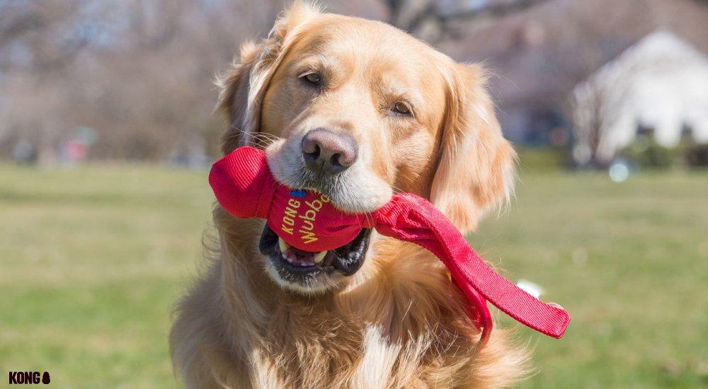 a golden retriever holding a kong toy