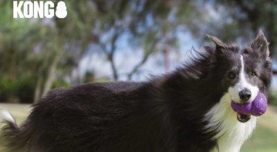 Best Chew Toys for Dogs