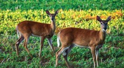 How to Plant a Fall Food Plot