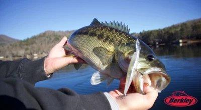 The Best Bass Fishing Lures