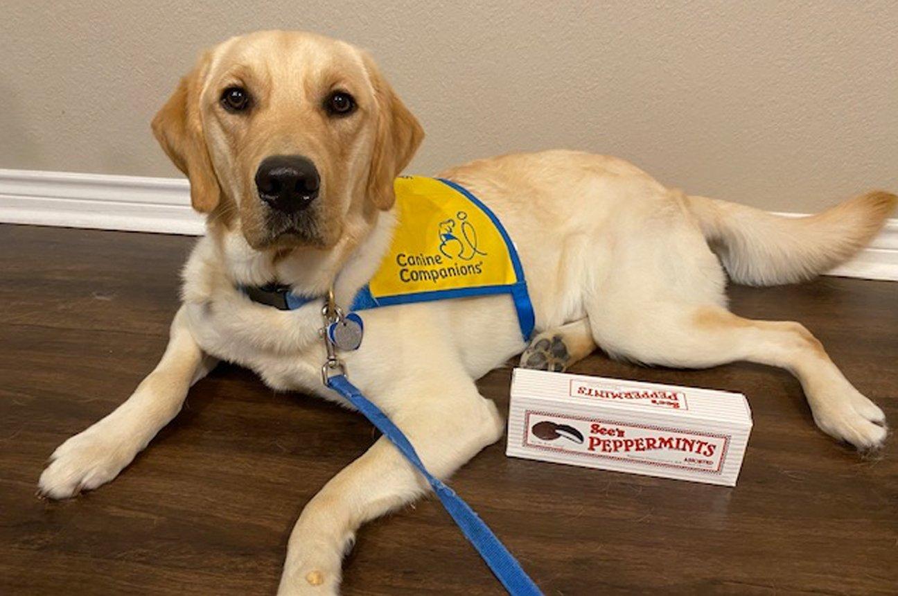 A service dog