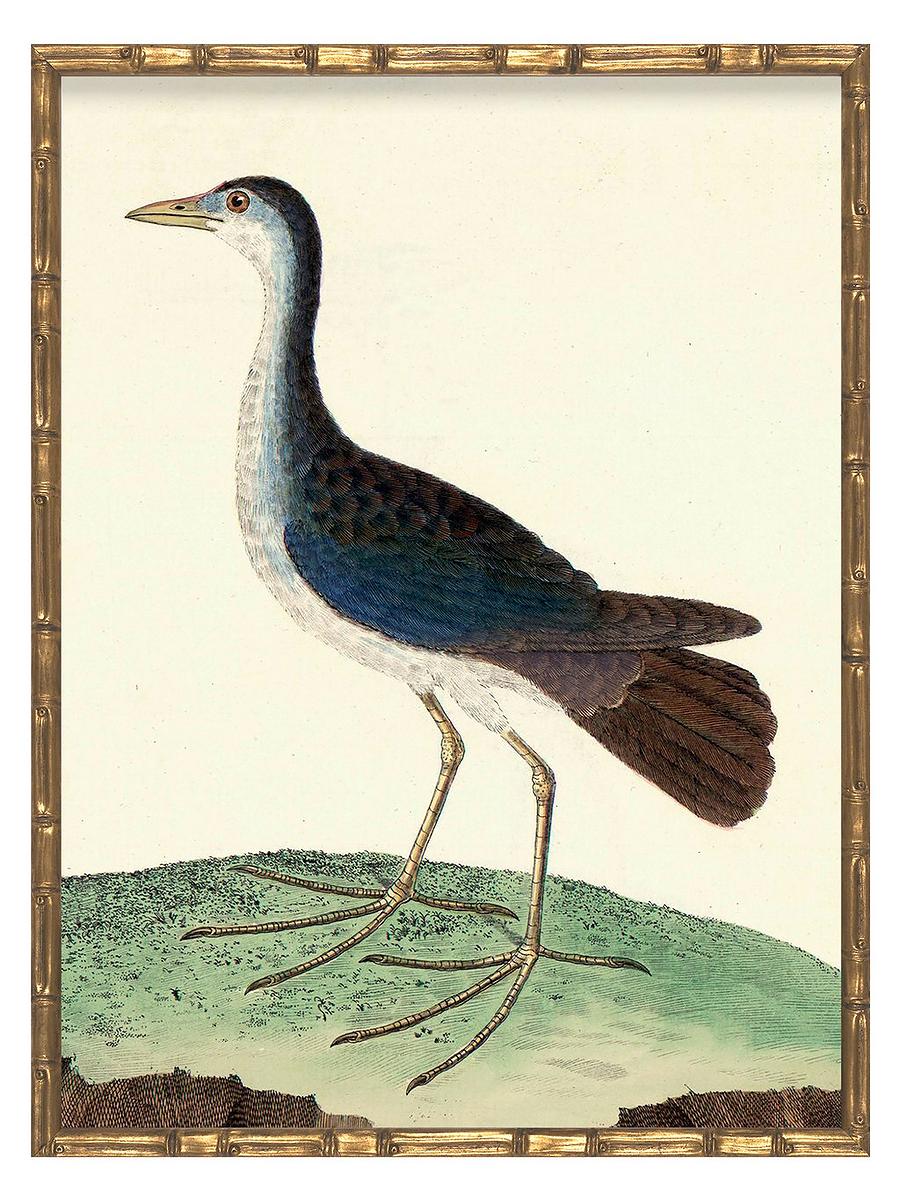 アート・デザイン・音楽 CLASSIC NATURAL HISTORY PRINTS BIRDS アート・デザイン・音楽 CLASSIC NATURAL HISTORY PRINTS BIRDS