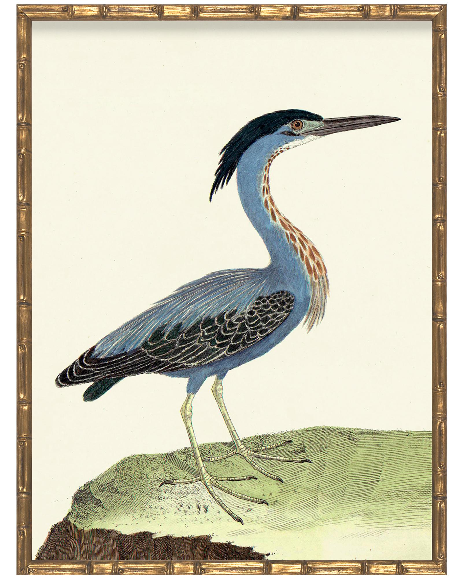 Vintage Birds