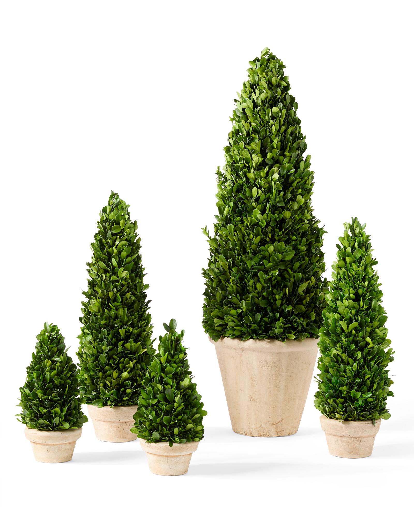 Decor-Topiary-Preserved-Boxwood-Cone-Group-Set-web-16696-SH