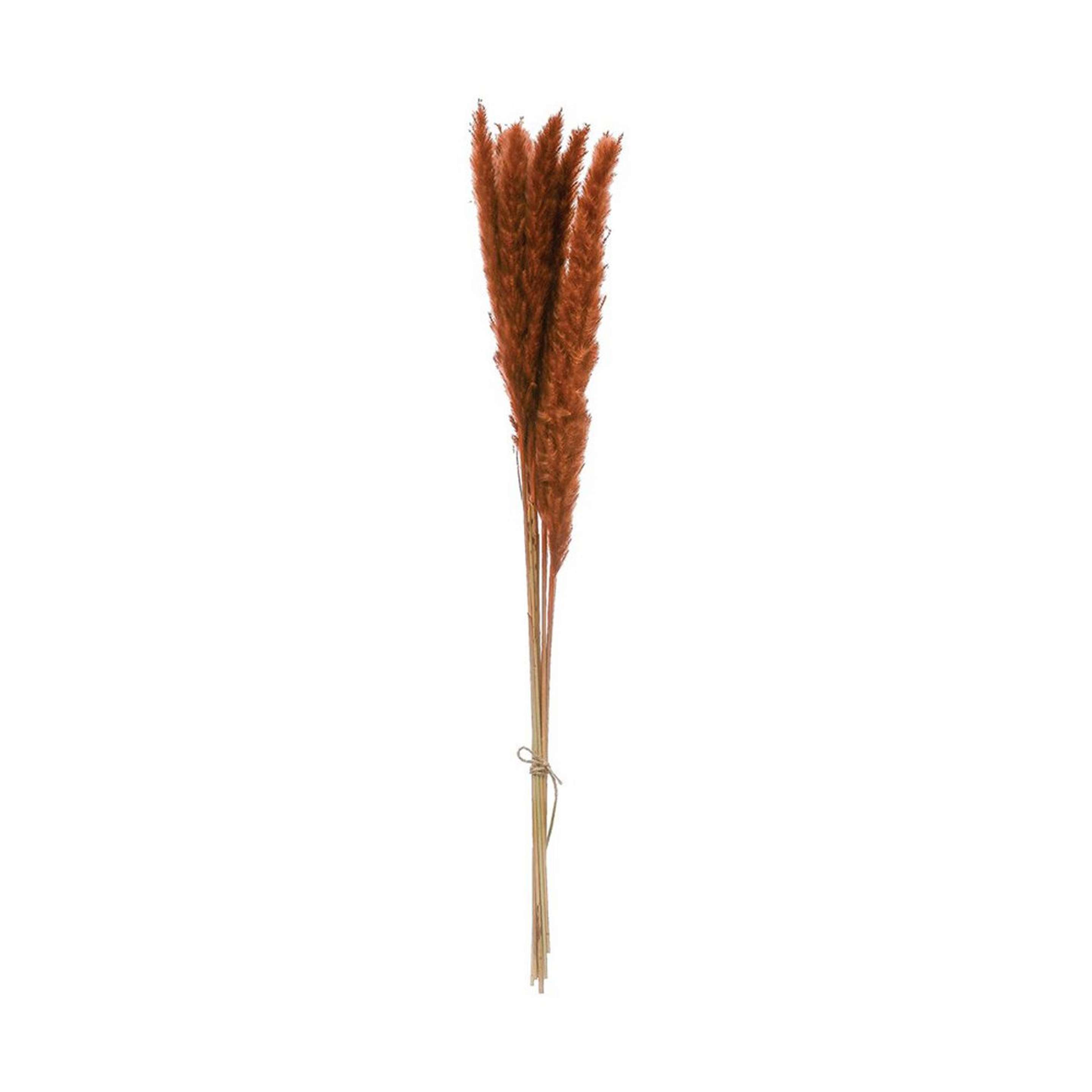 A Preserved Natural Pampas Grass Bunch with Saffron Red color