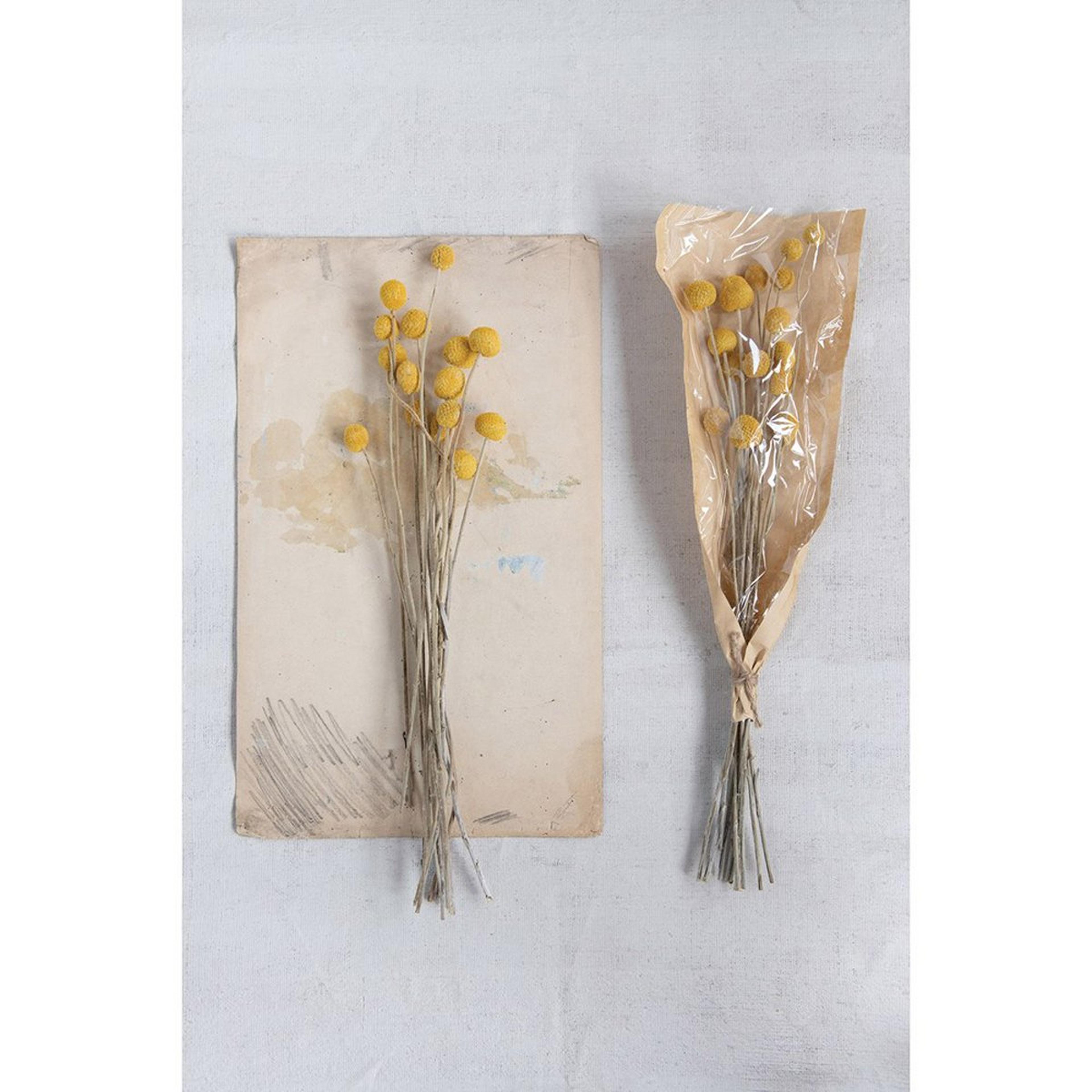 A Preserved Natural Craspedia Bunch with Mustard Yellow / Natural color