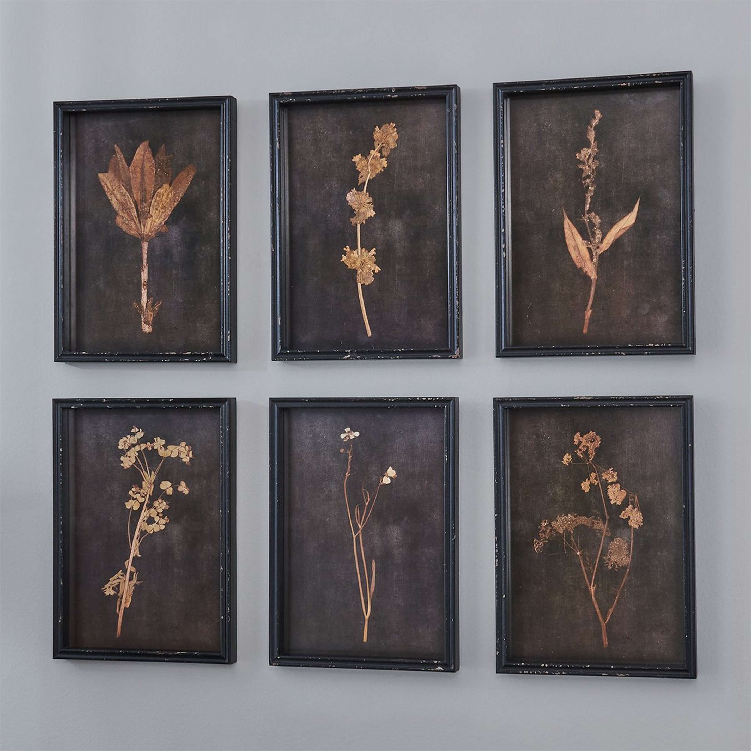A Botanica Noir Prints - Set of 6 with Distressed Black / Natural color