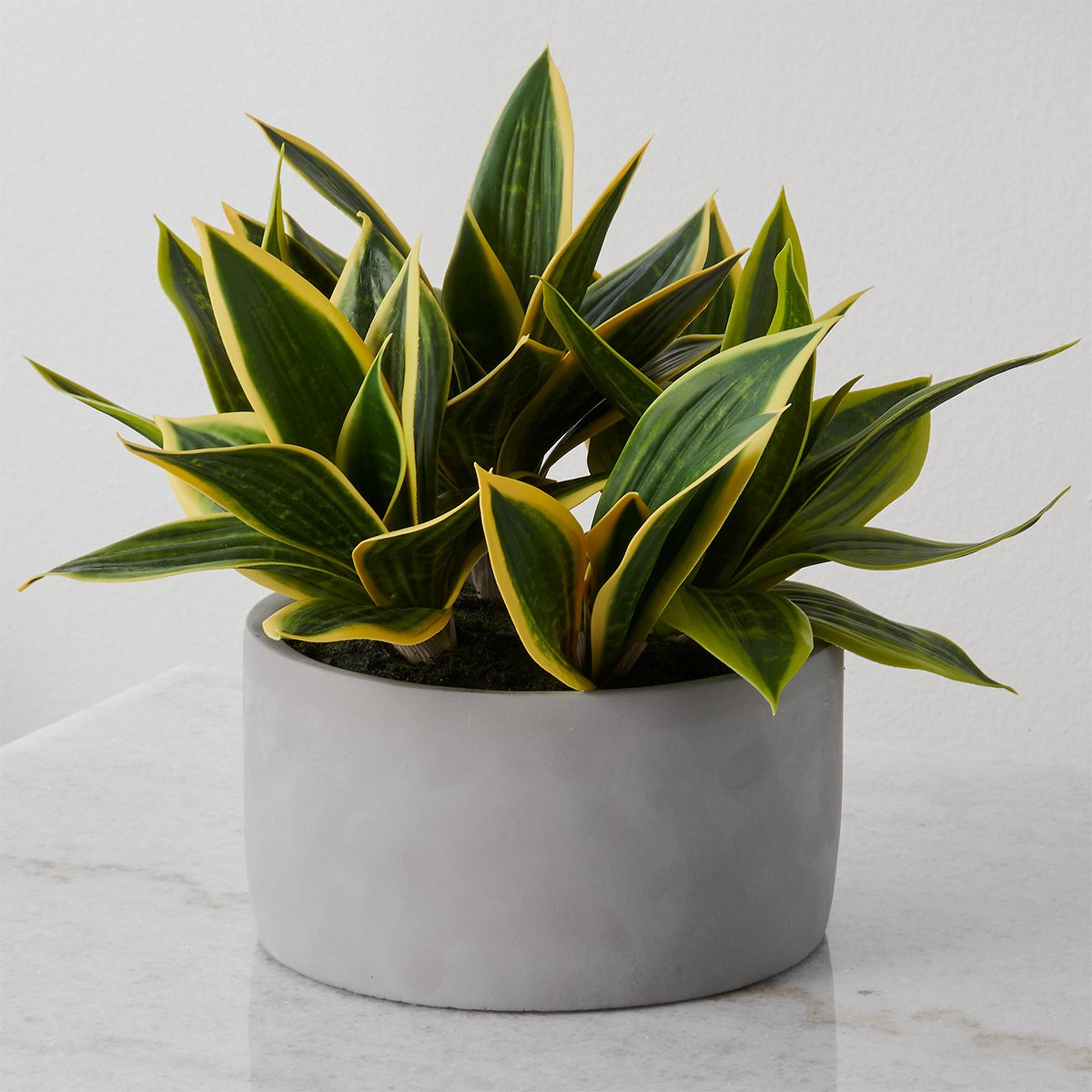 A Birds Nest Faux Plant with Green / Gray Concrete color