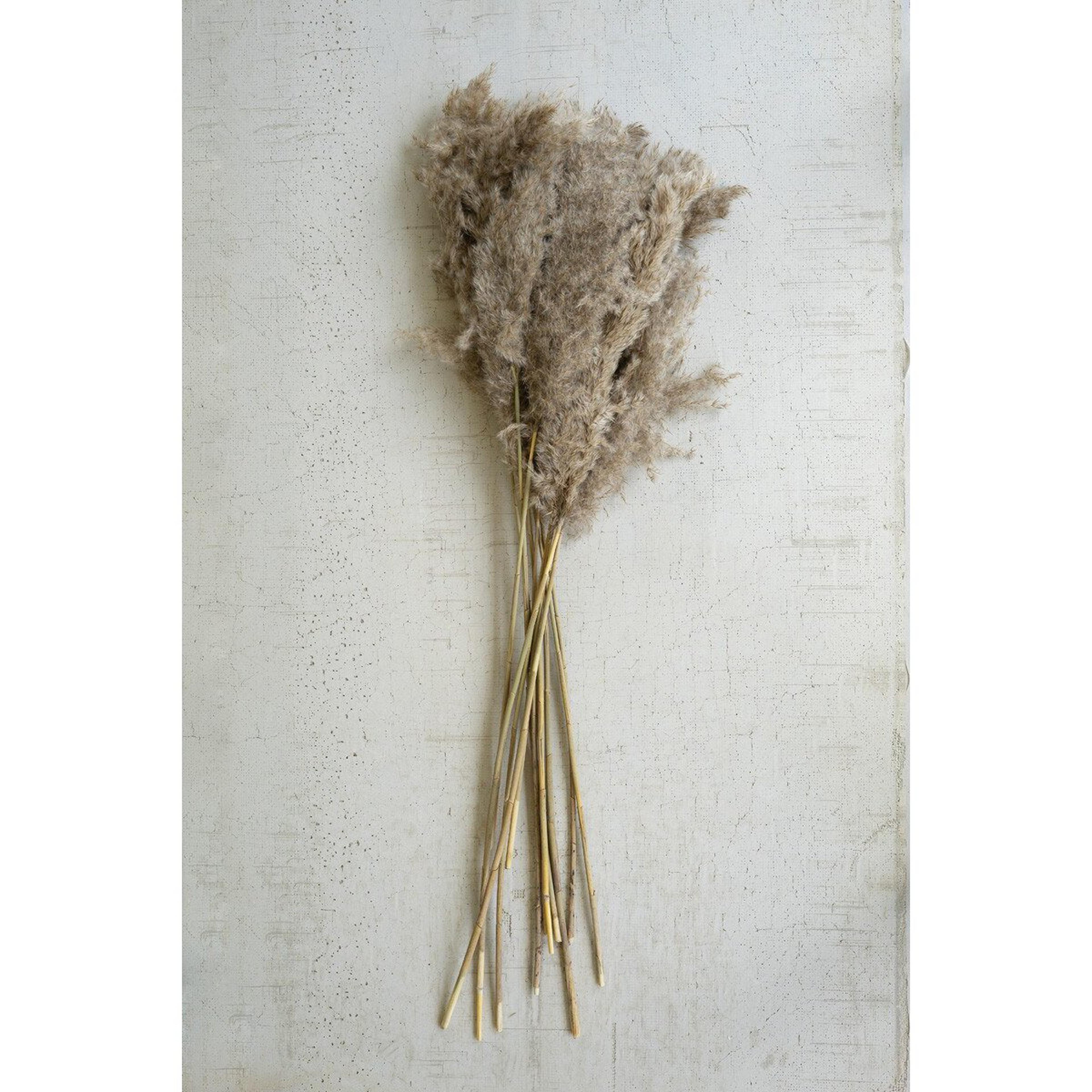 A Susuki Natural Pampas Bundle - Set of 4 with Natural Pampas Grass color