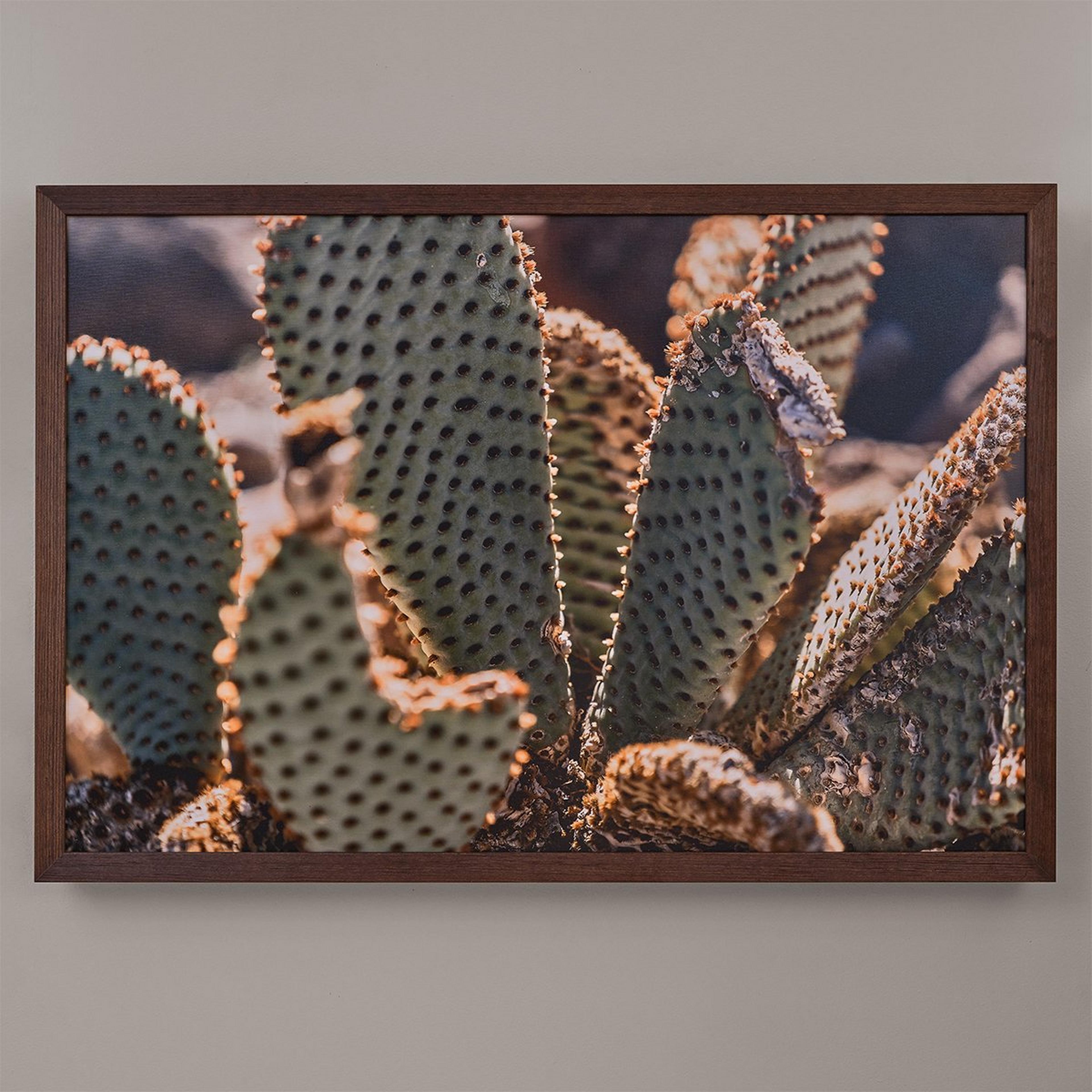 A Closeup Cactus Photo Print with Multi color