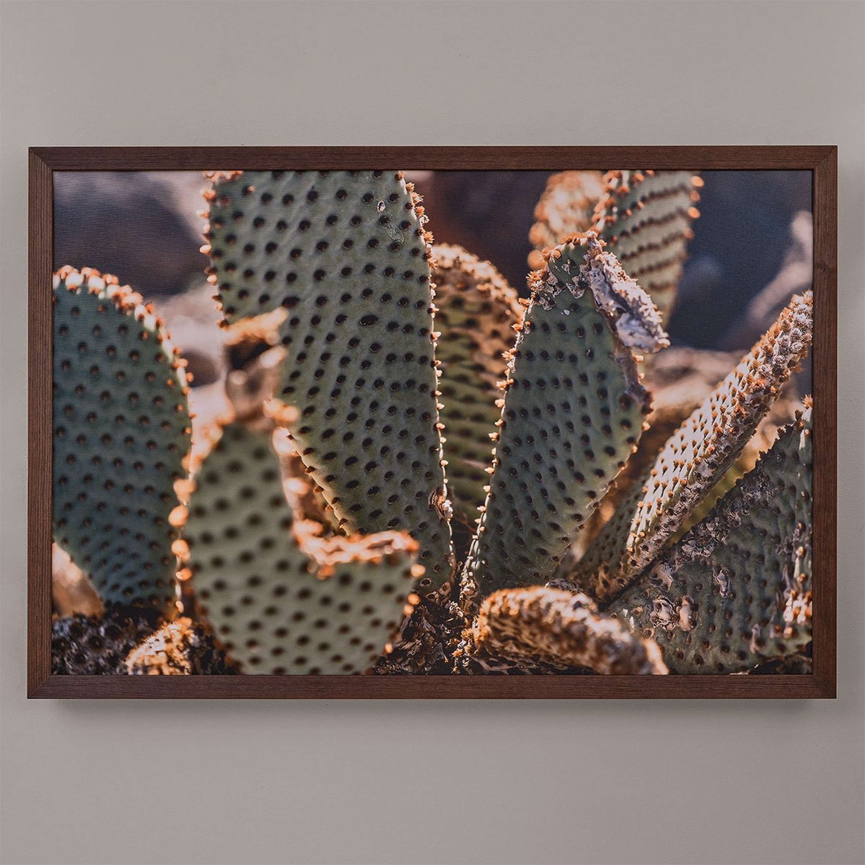 A Closeup Cactus Photo Print with Multi color