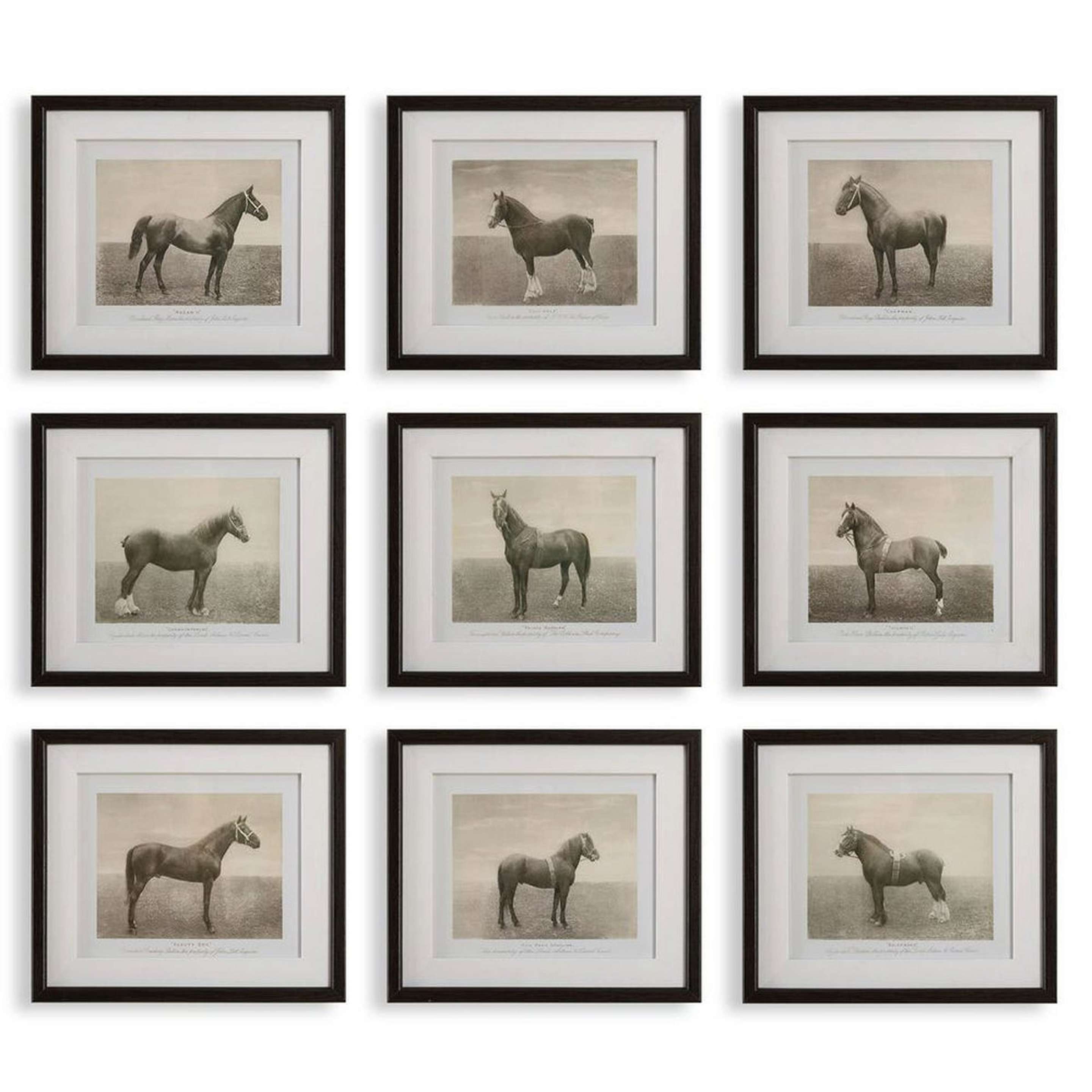 A Horse Typology Wall Decor - Set of 9 with Sepia / Black / White color