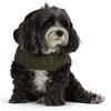 Veste pour chiens Loki en sherpa  TP P M 