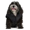 Alexis Dog Jacket  XS S M 