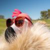 Lunettes de soleil I m Wearing Burgundy Circle G