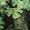 New Taupe Green Yosemite Oak Print | Men's Print Yumiori Off Peak Full-Zip Jacket