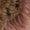 Brown | Women's Star Faux Fur Earmuff
