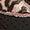 Black Leopard | Kids' [11-5] Uno Gen1 Leopard Rockstar Shoe