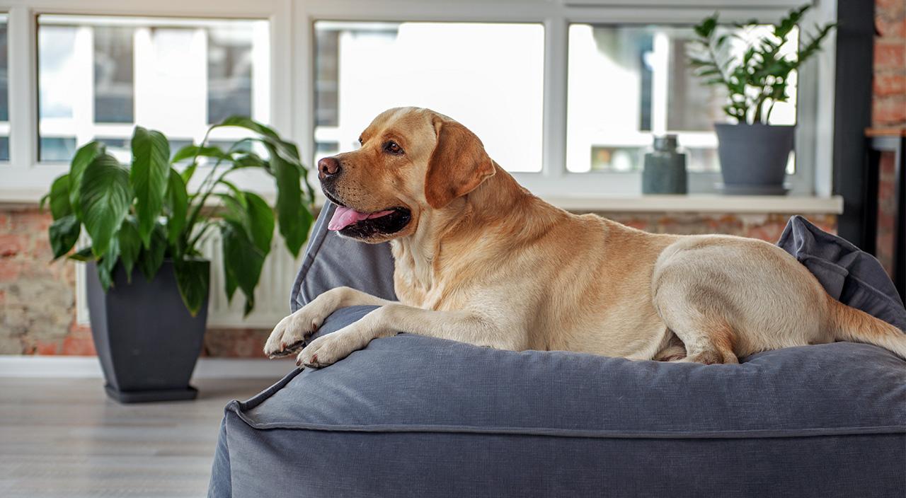9 essential pet-friendly home design tips from experts