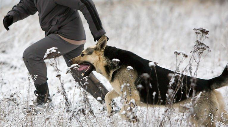 GM_1215_Cold_Weather_Essentials_Dog_BG