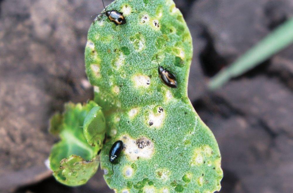 Flea Beetles