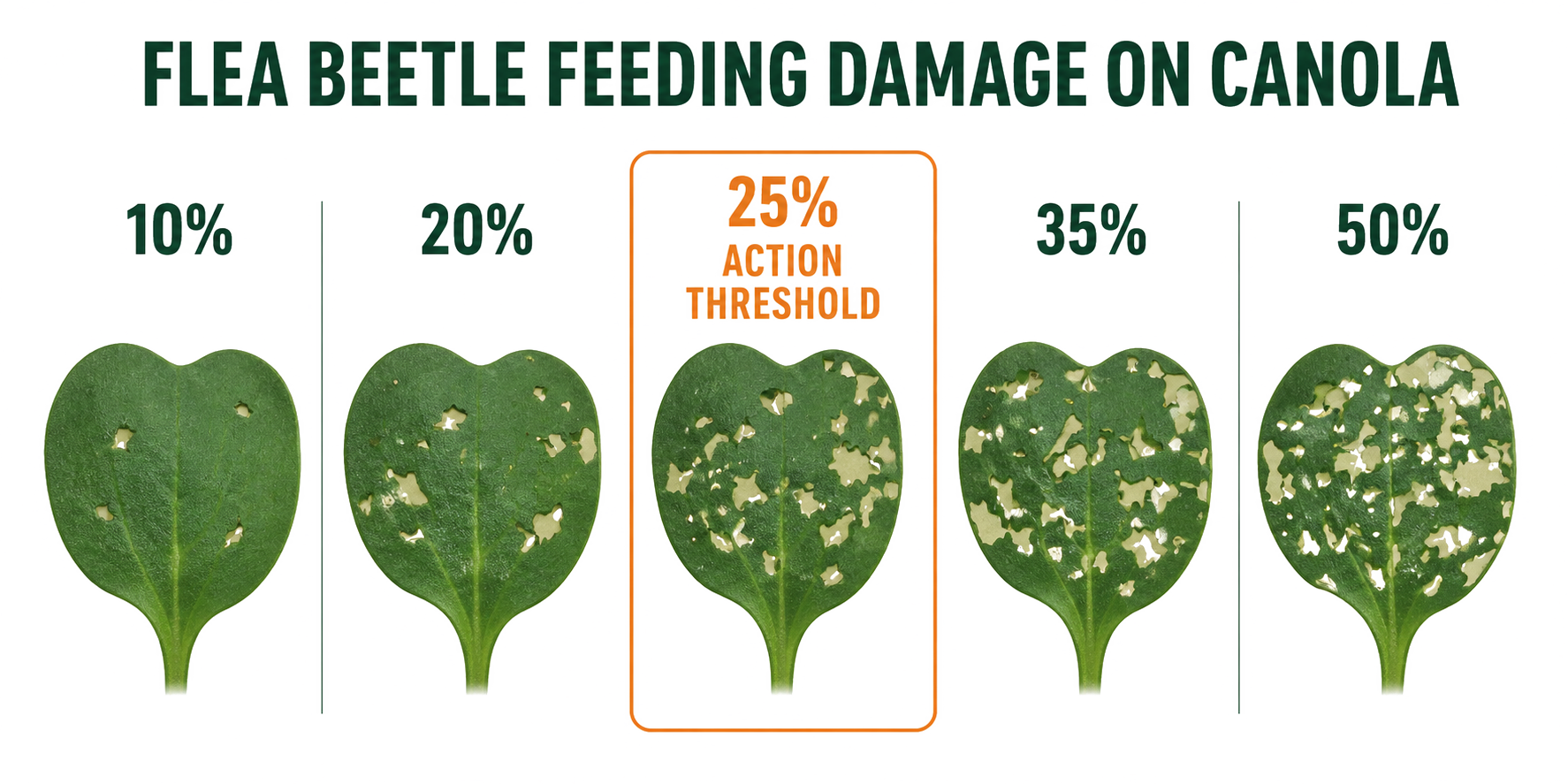 Flea Beetles