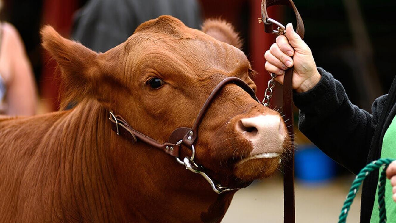 Heartland cattlemens classic