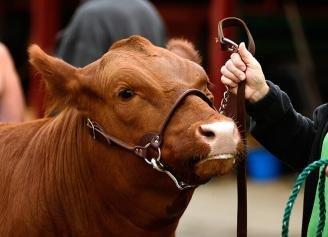 Heartland Cattlemen's Classic