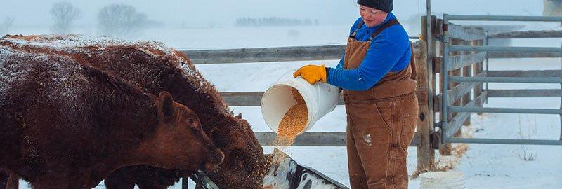 BALANCED MINERAL FOR BETTER CALVING