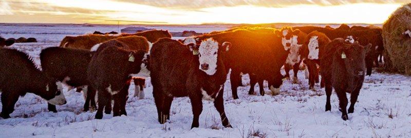 IDENTIFYING AND COMBATTING COLD STRESS IN NEWBORN CALVES