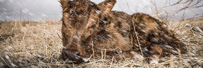 THE IMPORTANCE OF SHELTER MANAGEMENT THIS CALVING SEASON