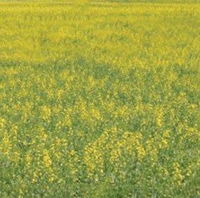 Canola at 10% bloom