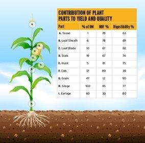 Contribution of Plant Parts To Yield and Quality