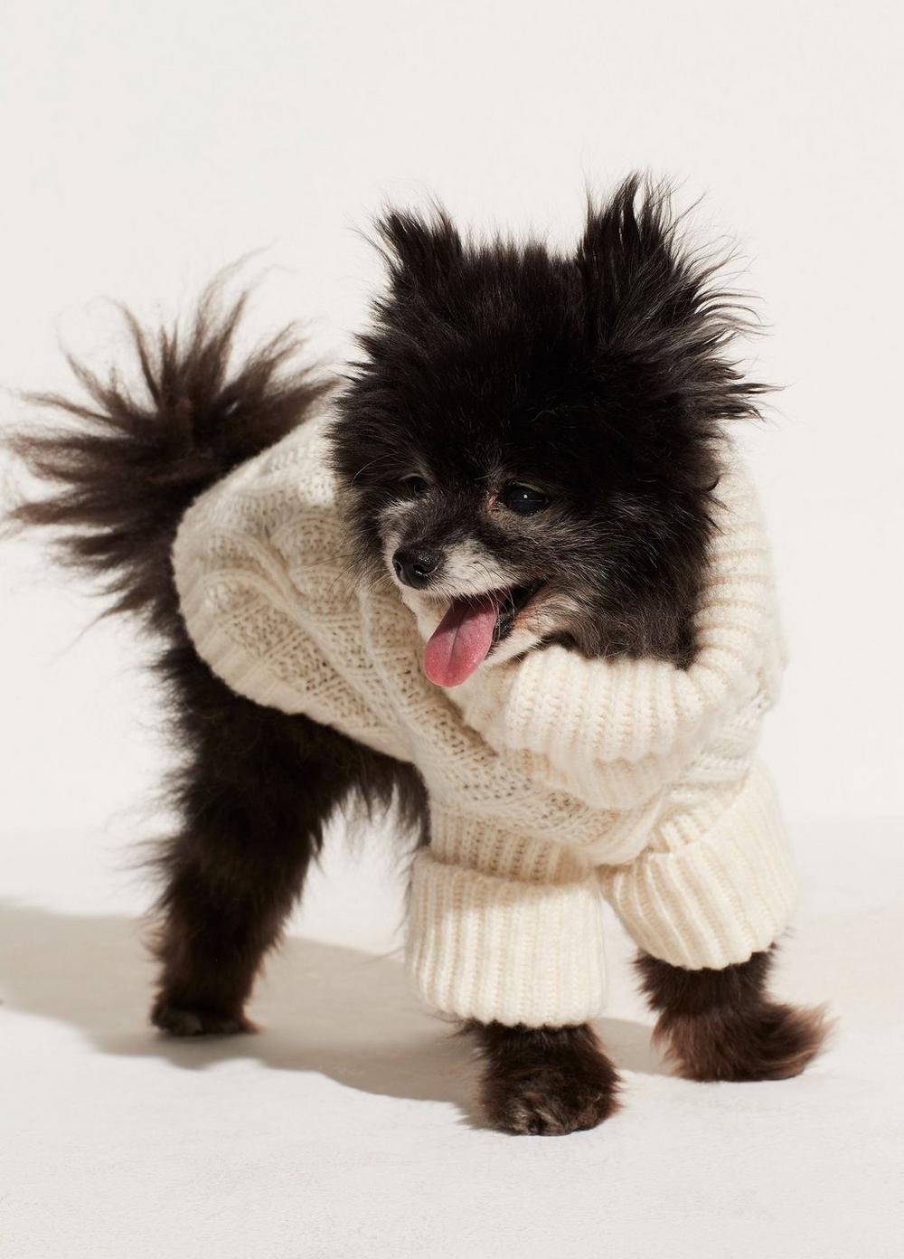 Cable Knit Dog Sweater