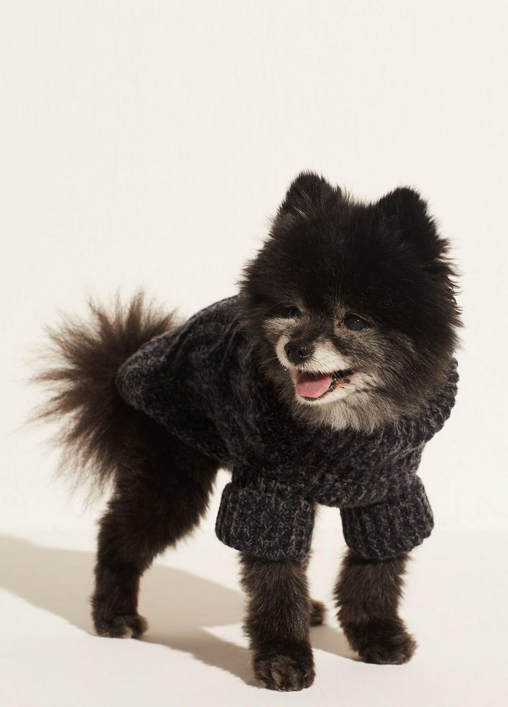 Vince Cable Knit Dog Sweater