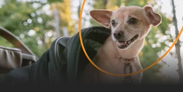 Pet Travel