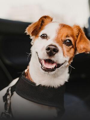 Pet Travel