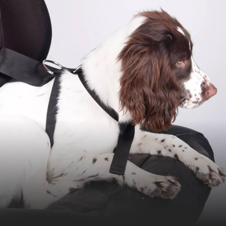 Travel Safety & Seatbelts