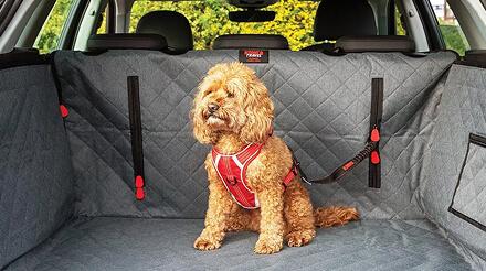 I need to buy for travelling with my dog