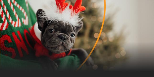 Gifts for pets