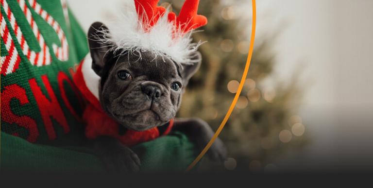 Gifts for pets