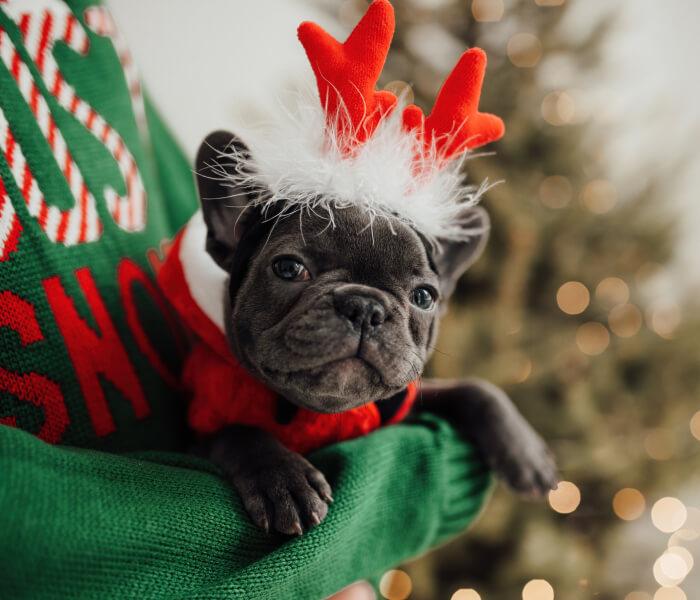 Gifts for pets