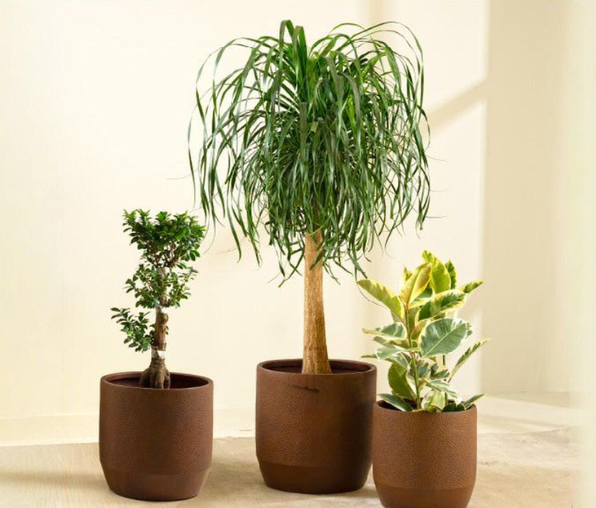 Indoor Plants