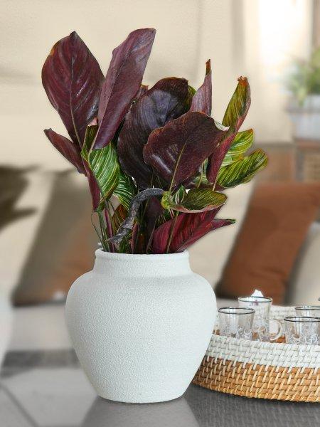 Tabletop & Small Plants