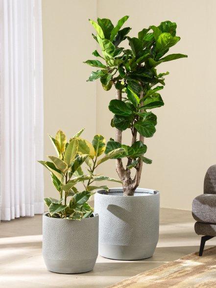 Floor Plants & Trees