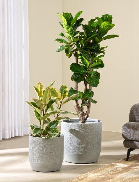 Floor Plants & Trees