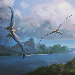 Dr Dhrolin’s Dictionary of Dinosaurs