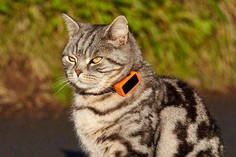 GPaws Pet GPS Tracker Price in Kuwait Xcite Alghanim